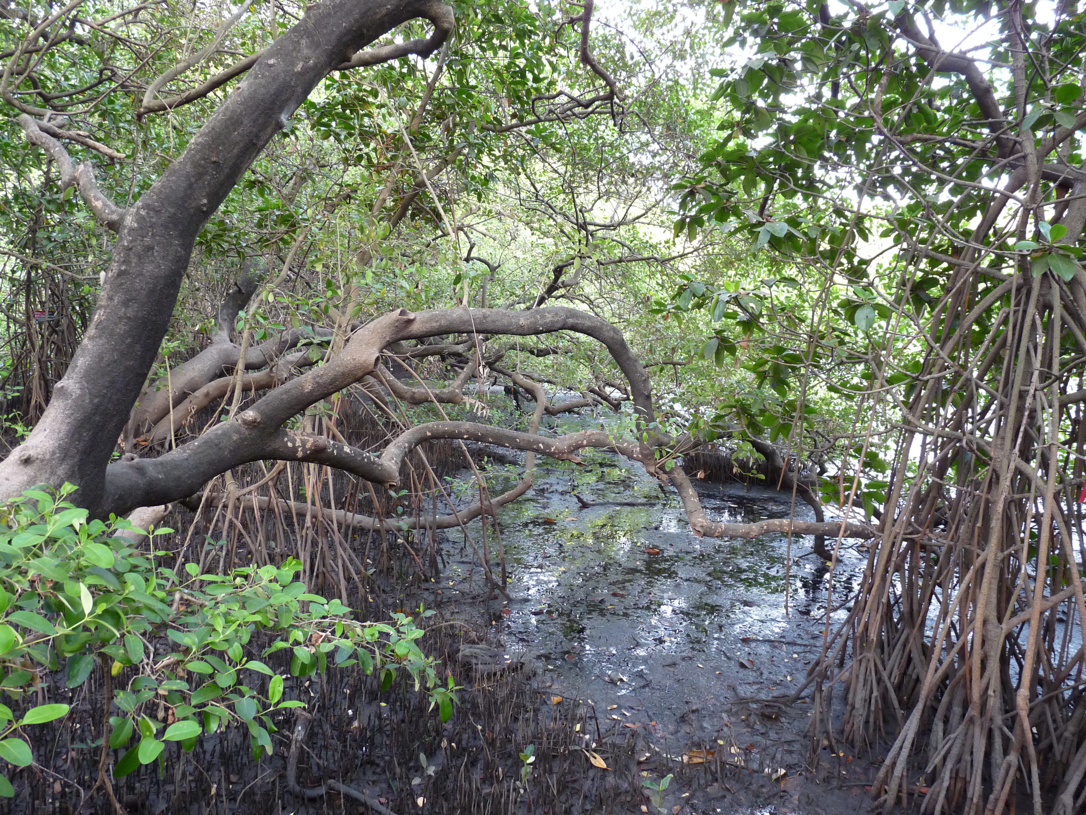 Mangroves in Mangalavanam