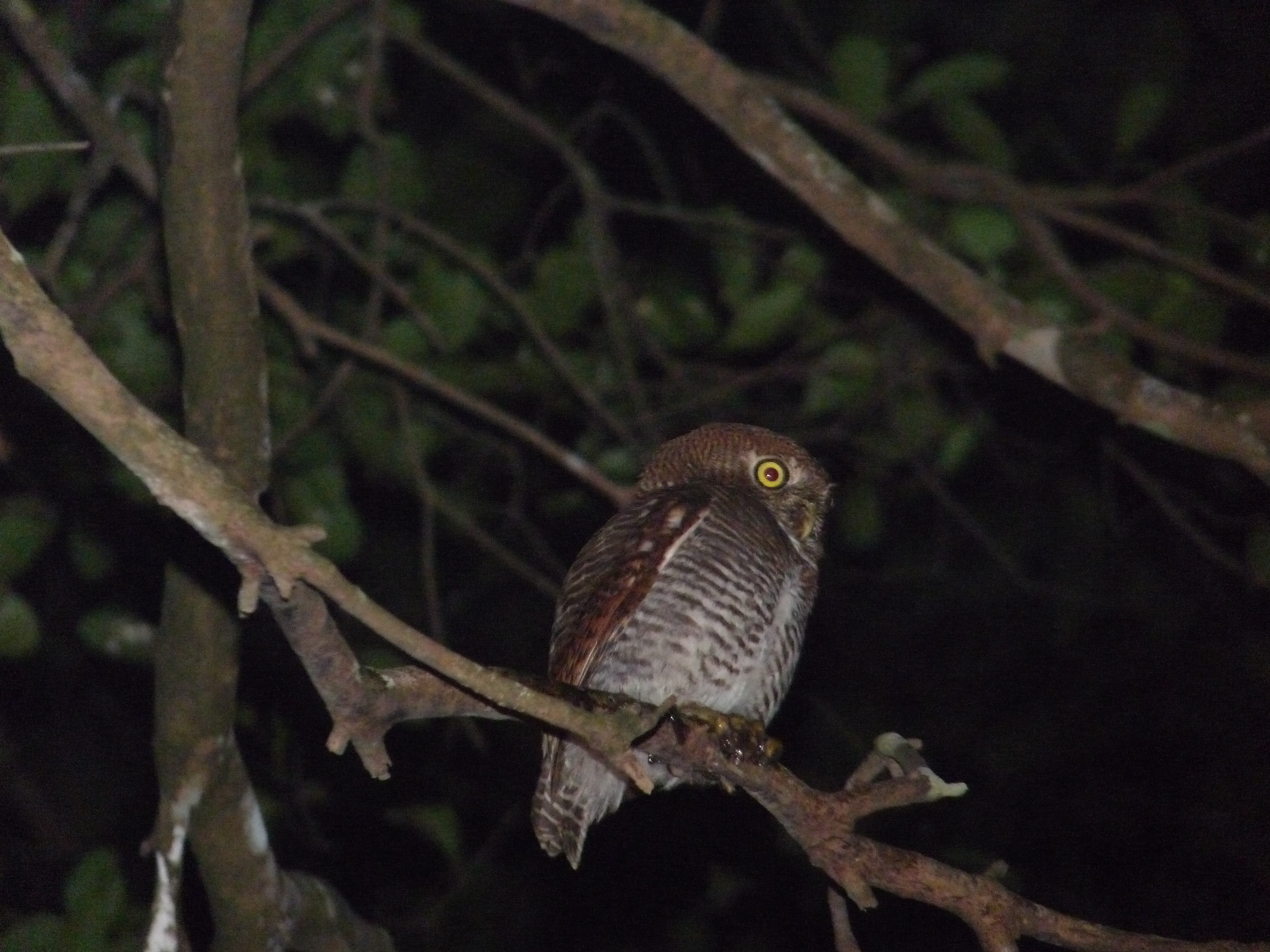 Jungle Owlet:Just in front of the house!