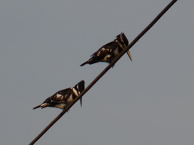 Pied Kingfishers
