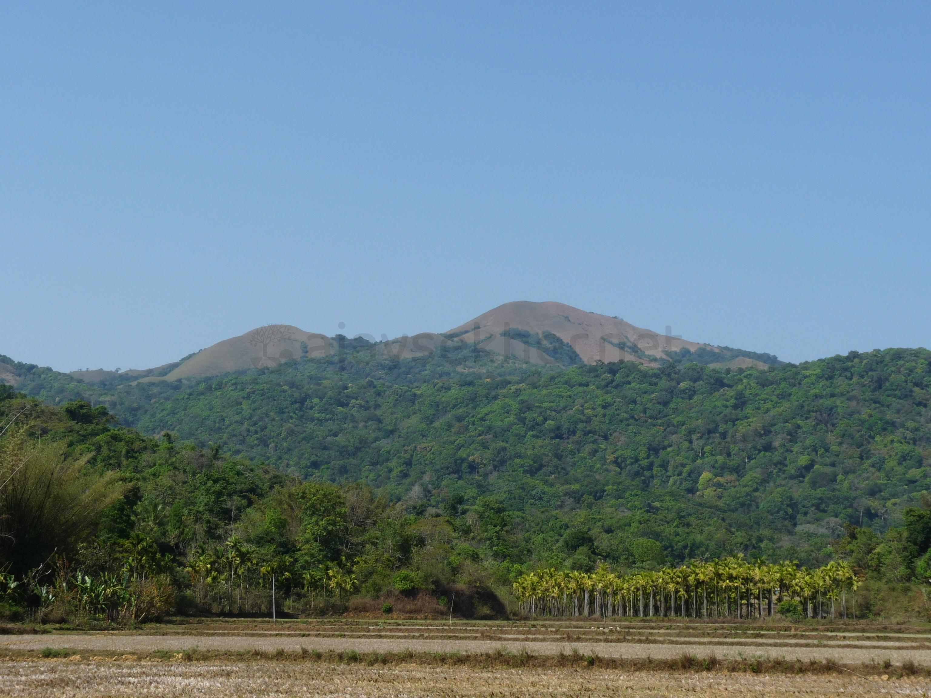 Paddy fields, Arracka and coffee/pepper plantations in the lap of shola grasslands in Kodagu