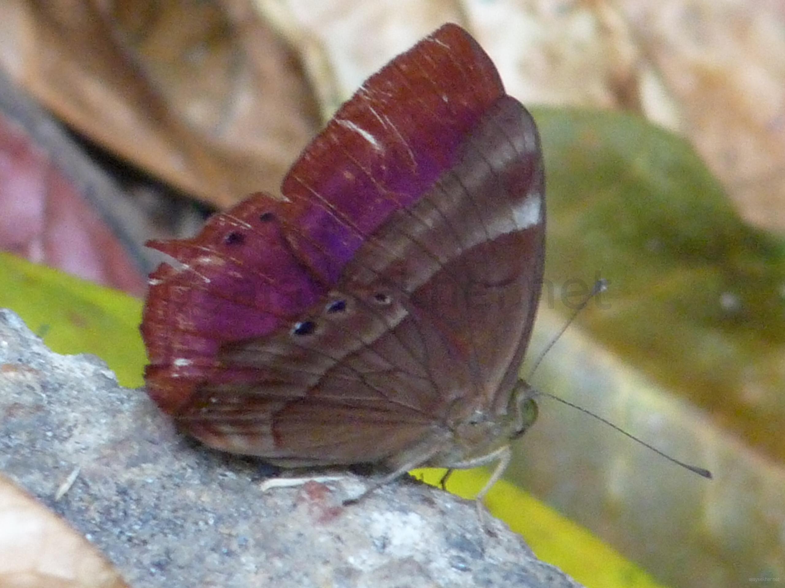 A Butterfly in Talakavery sanctuary, Bhagamandala