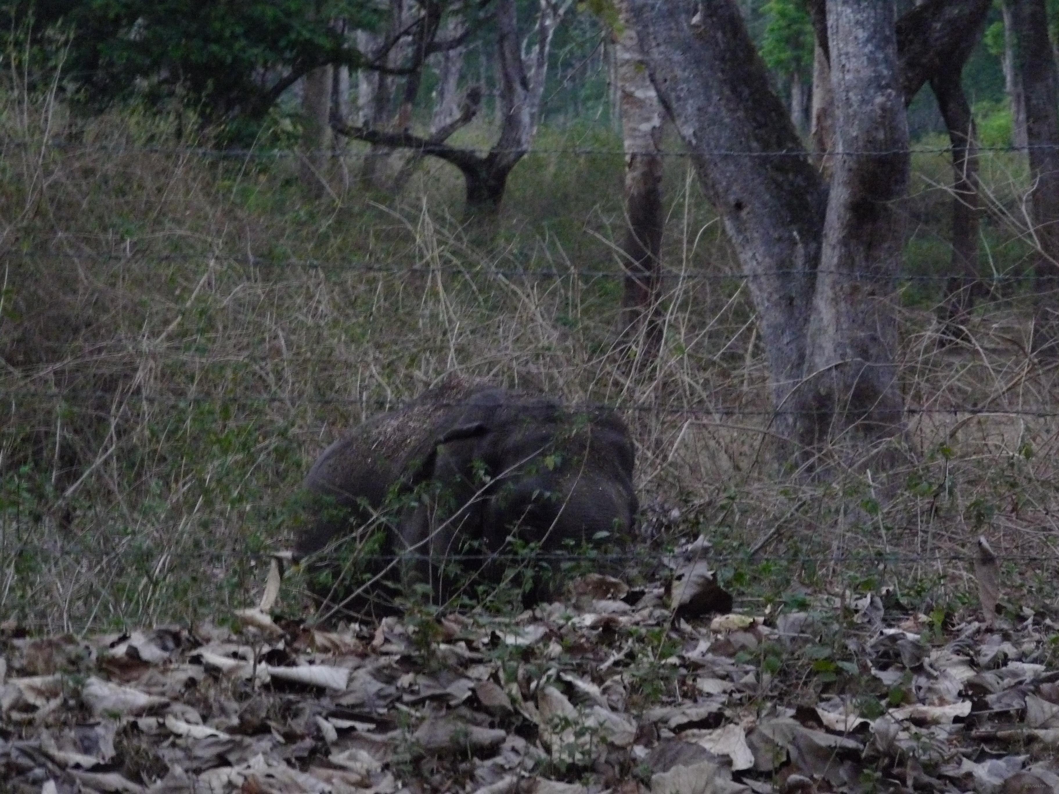 A wild elephant in the Nisargadhama jungle, close to the Madikeri - Mysore highway