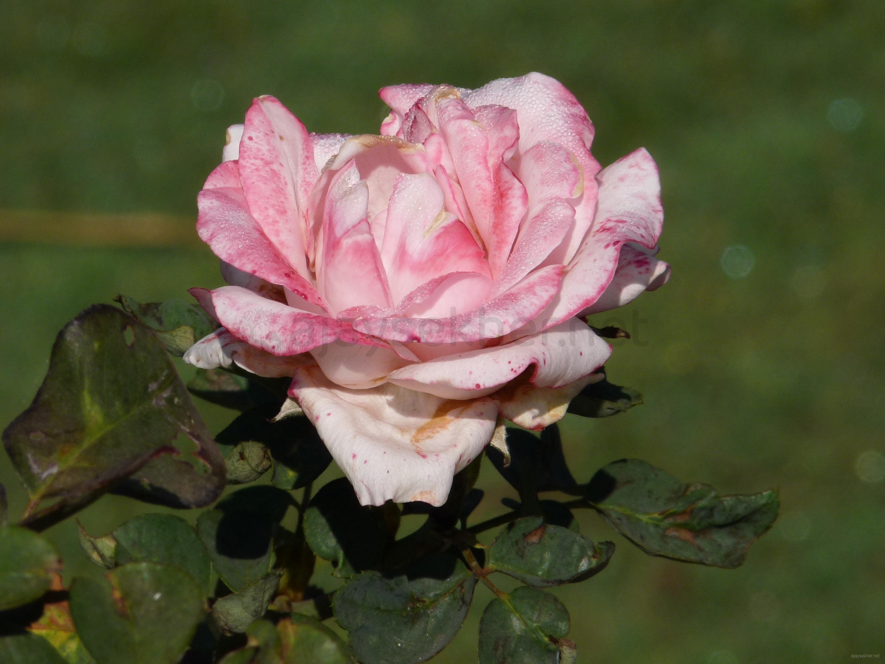 A Rose in the garden of GT, Kodagu