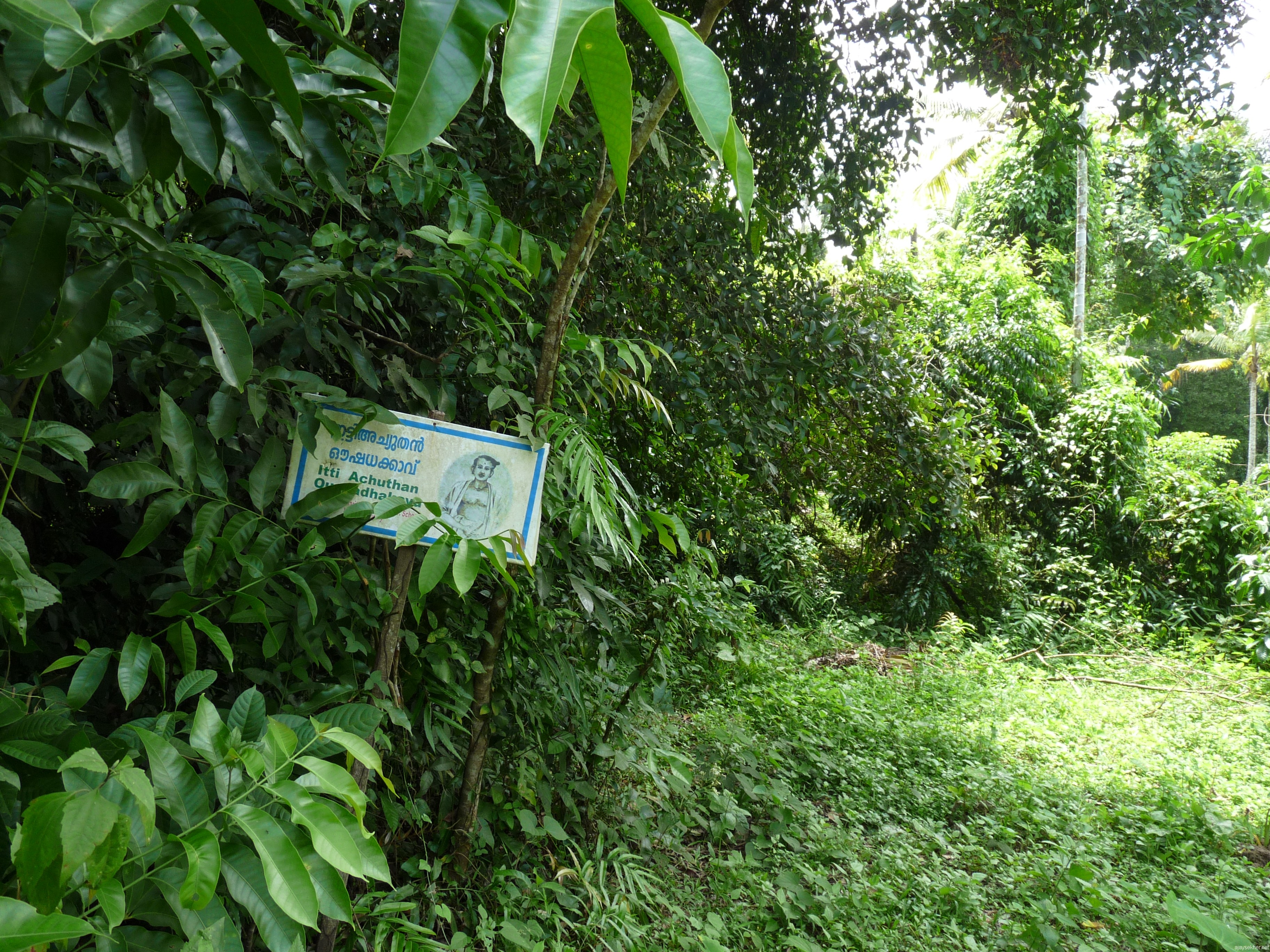 Sacred grove in the memory of Itty Achuthan Vaidyar at Kollatt
