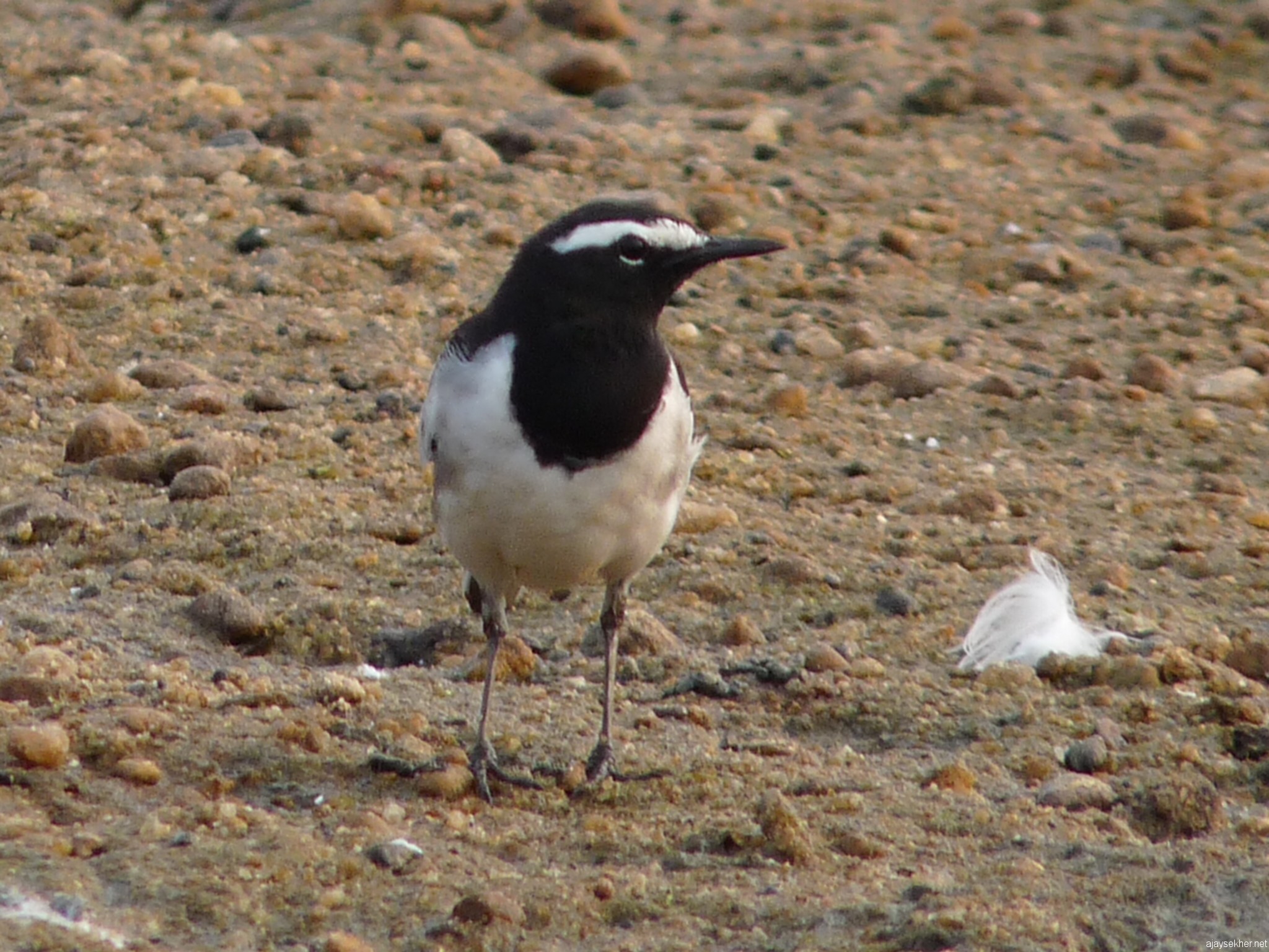 A Large Pied Wagtail/ White-browed Wagtail in the NIla at Kutipuram, 7 jan 2013.