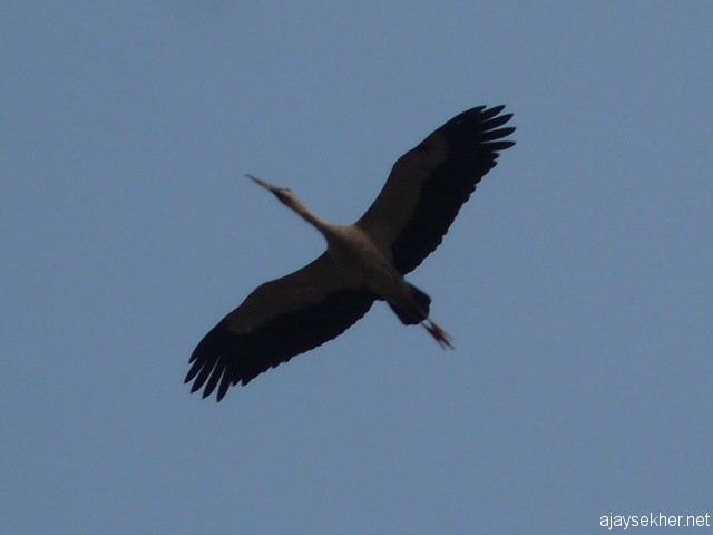 A soaring Open-bill Stork above Perar at Kutipuram.  7 Jan 2013