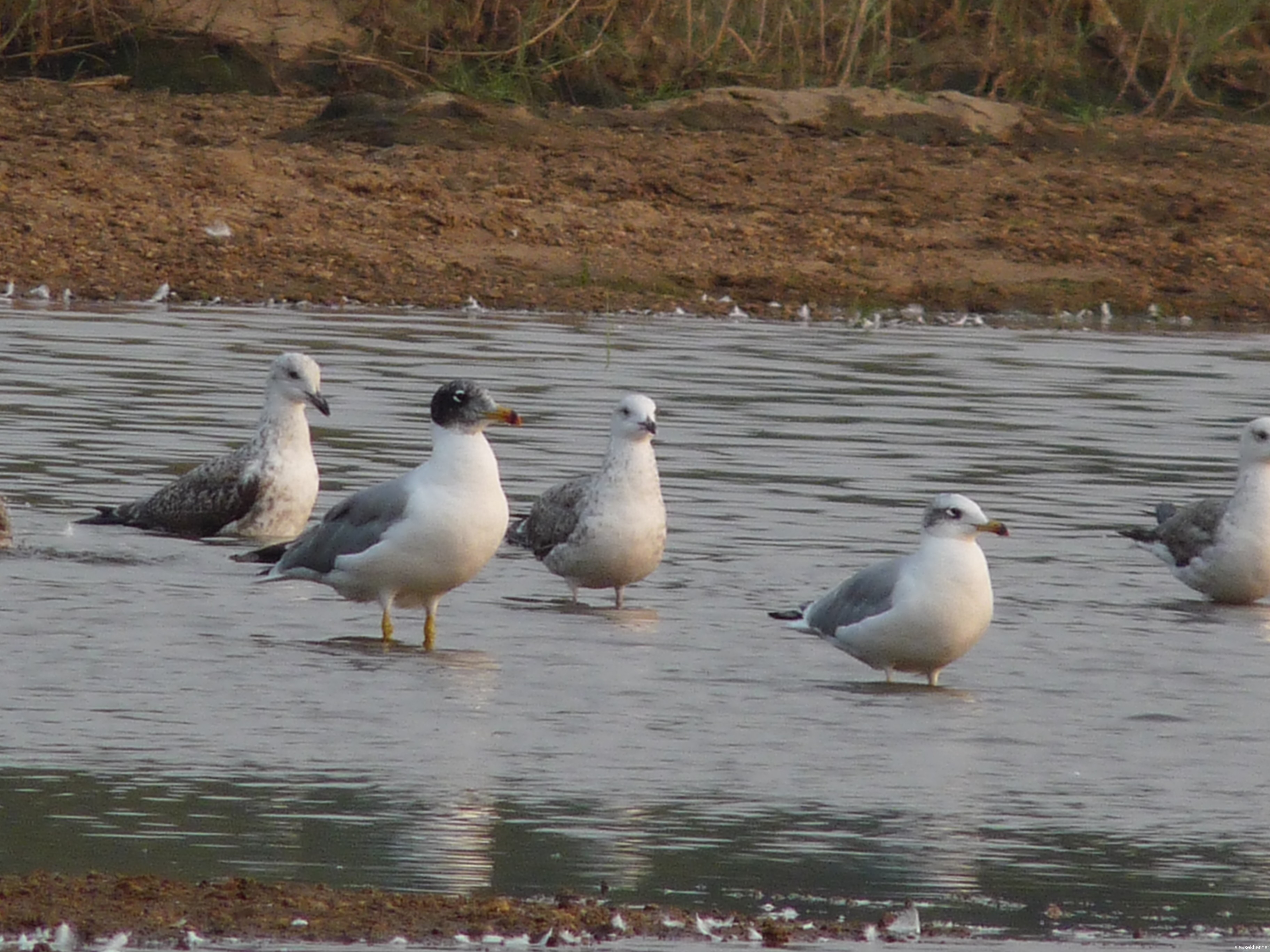 Big Gulls at Kutipuram, mostly Pallas' Gulls and Heuglin Gulls.  Note the black hood of Pallas'. 7 Jan 2013