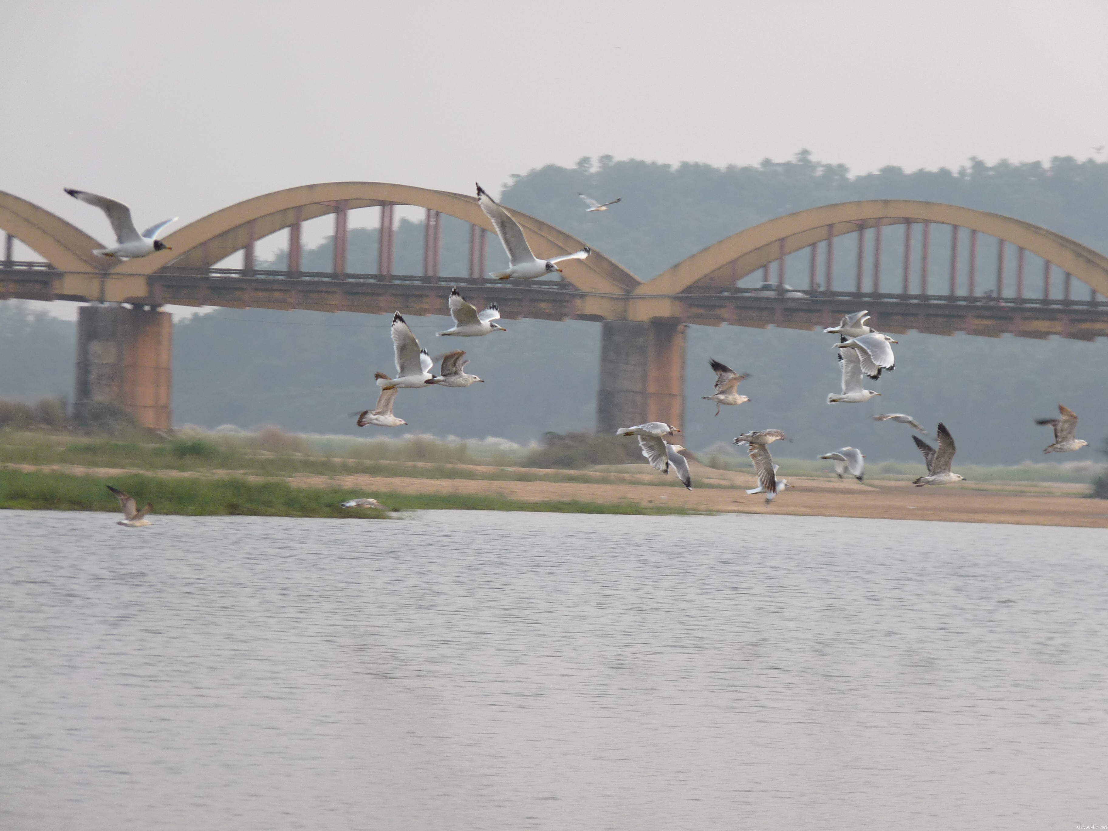 Big Gulls flying in Nila.  Kutipuram bridge in the back ground.  7 Jan 2013