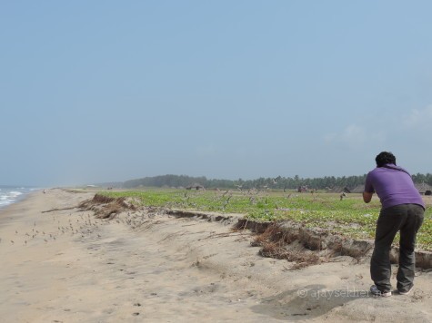 Satish K V pursuing the Sand Plovers at Puthan beach Tiruvatra, Chavakad, 2 oct 2012