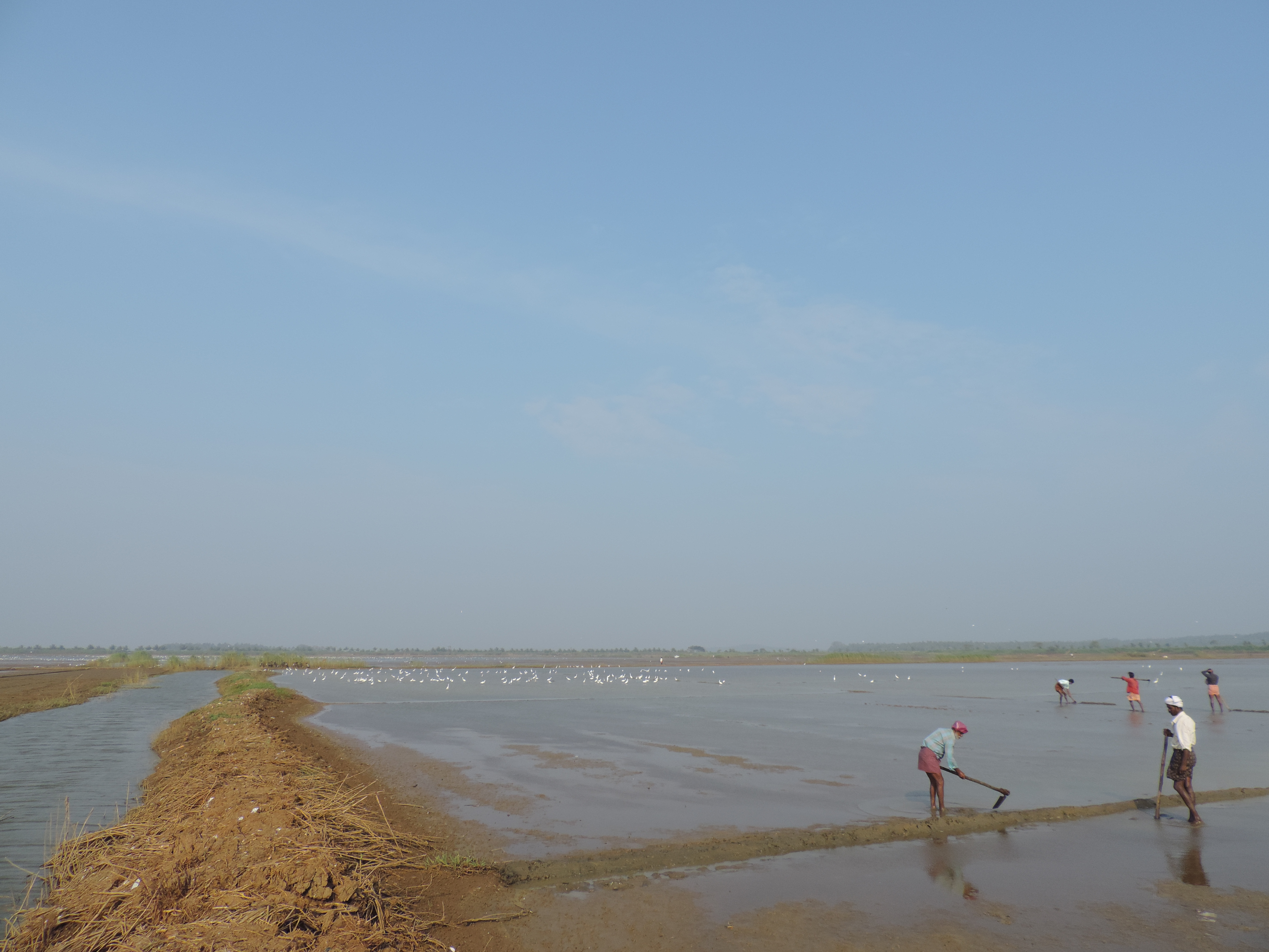 Adat Kol wetland on the morning of 10 Nov 2013.
