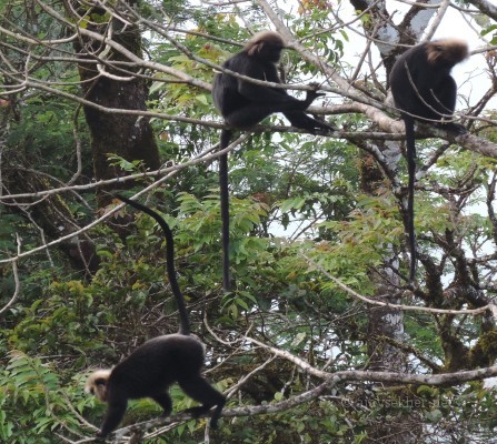 Nilgiri Langurs or Karimanti at Sholayar pass. 10 Nov 2013.