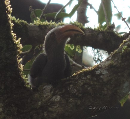 Malabar Grey Hornbill at Peringalkuthu. 10 Nov 2013. On the return journey shot from the bike again.