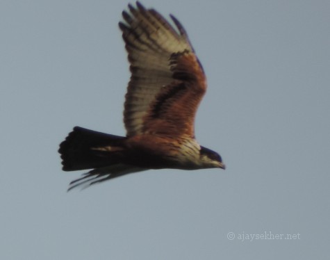 Rufous-bellied Eagle near Peringalkuthu. 10 Nov 2013.