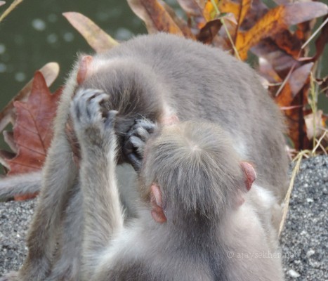 Bonnet Macaques preening at Vazhachal Bridge, 10 Nov 2013.