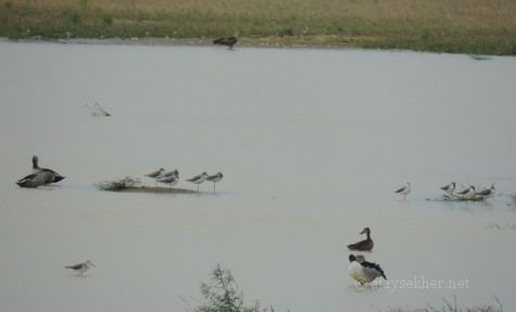 Northern Shoveler, Comb Duck, Green Shanks... at Kuntamkulam, 26 Dec 2013.