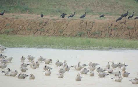 Black Ibises and Bar-headed Geese at Kuntamkulam, 26 Dec 2013.