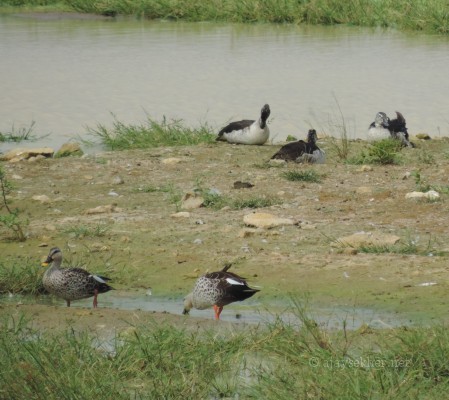 Spot-billed Ducks and Comb Ducks (female) at Kuntamkulam, 26 Dec 2013.