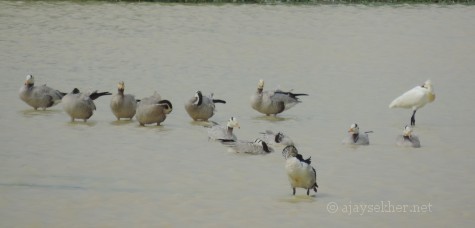 Bar-headed Geese, Comb Duck and Spoonbill at Kuntamkulam sanctuary, 26 Dec 2013.