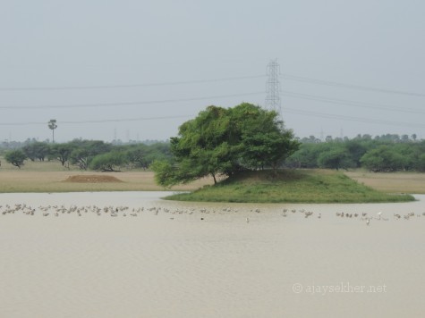 Some 500 Bar-headed Geese and other migrants at Kuntamkulam sanctuary, 26 Dec 2013.