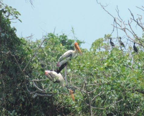 Painted Storks nesting and preparing for breeding at Kumarakam Bird Sanctuary, Kottayam. 17 Apl 2014