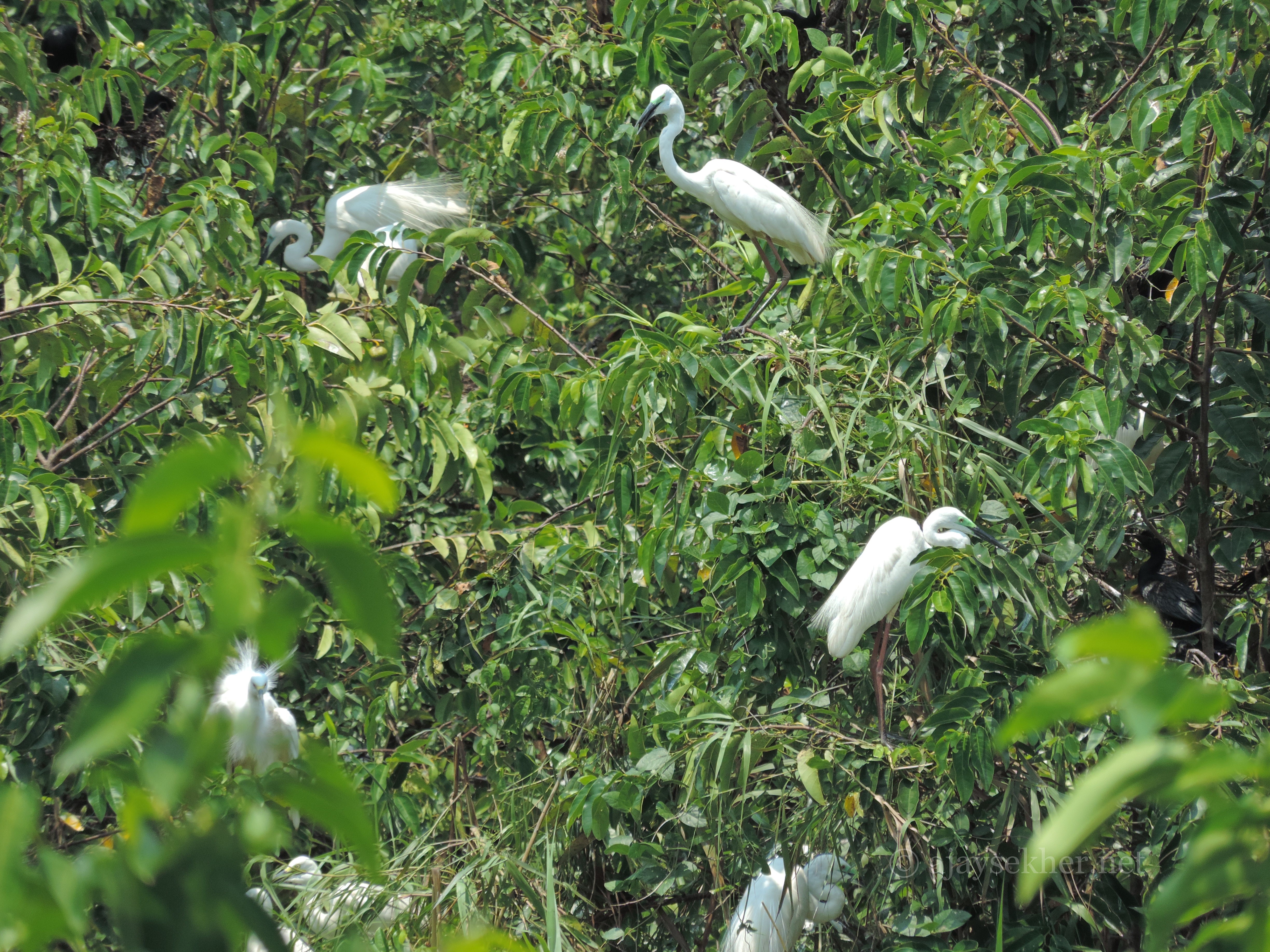 Various types of egrets in breeding plumage at Kumarakam sanctuary