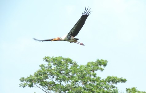 A Painted Stork spreading its wings above Kumarakam sanctuary. 17 Apl 2014.