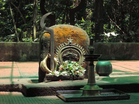 An ancient sacred grove or Kavu north of Uliyanur Tevar temple.  Kavu or Kanyakavu is a relic of ancient Sangha Aramas or sacred groves associated with the Buddhist nuns or Kanya Stree, also called Madhatil Amma in olden days.