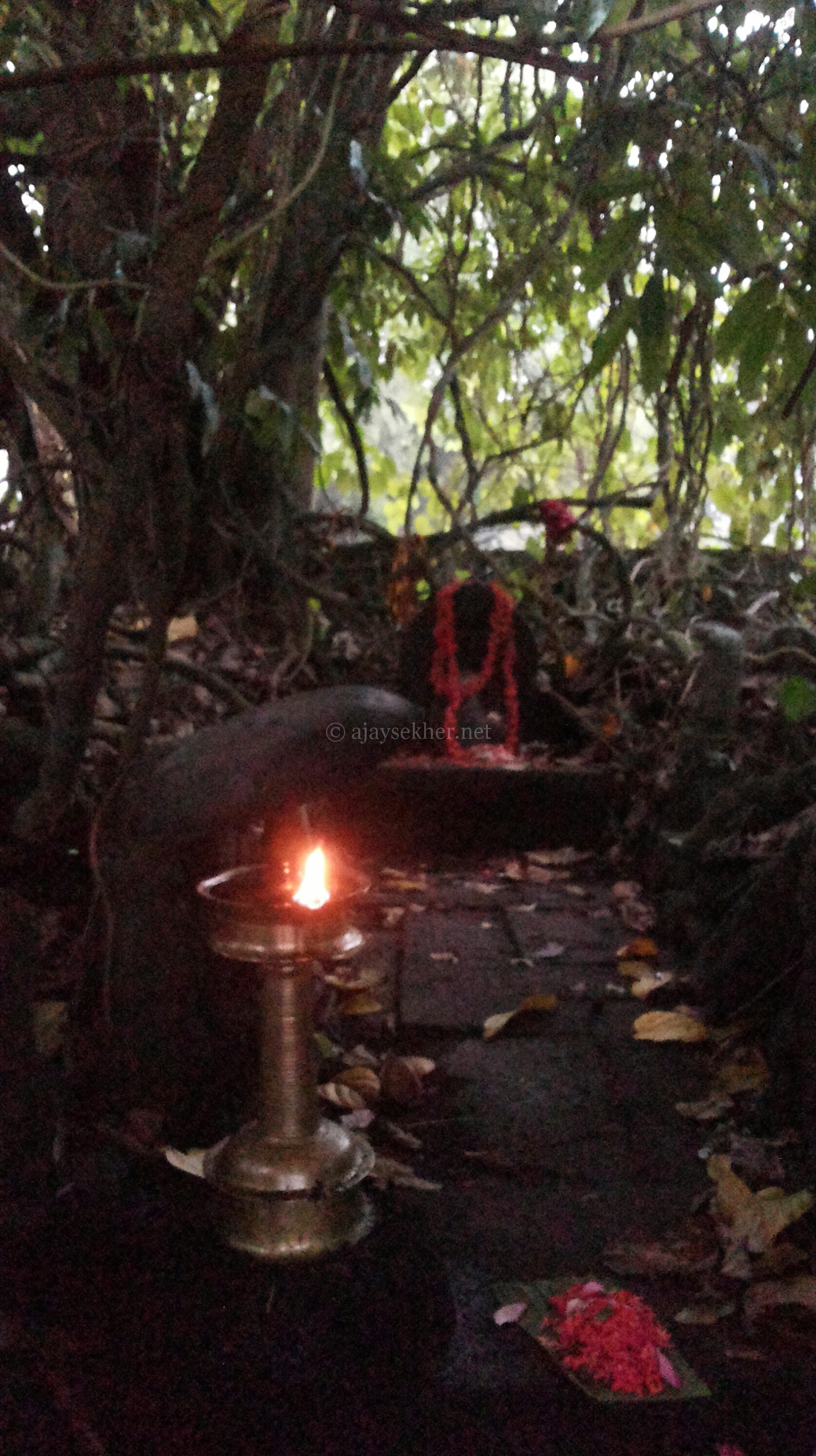 Panachikal Bhagavati at Vaikam temple. The Naga worship and sacred grove relics are also reminiscent of Buddhism and its conservationist ethical culture in Kerala. Kavu or sacred grove itself is named after Kanyakavu the Buddhist nun, who nurtured the grove and sheltered the snakes, reptiles, birds and other animals as a practice of compassion and Maitri.