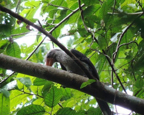 Malabar Grey Hornbill at Putatankettu, early Aug 2015