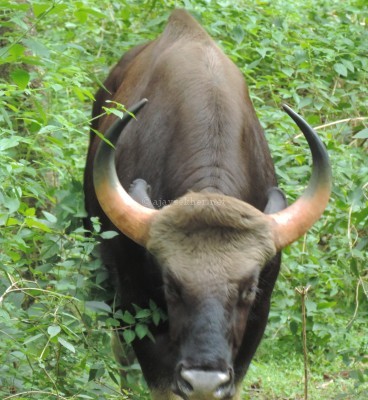 Indian Gaur bull charging at Marayur sandal forest, early Sept 2015.