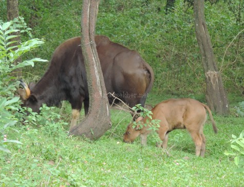 Indian Gaur and calf at Marayur sandal forest, early Sept 2015