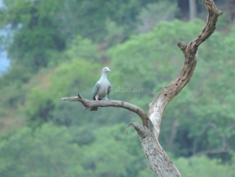 Green Imperial Pigeon at Chinnar, early Sept 2015