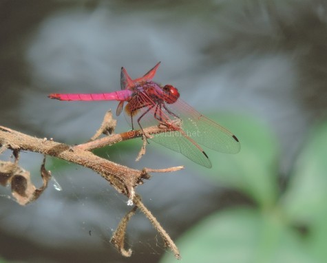 A Jewel dragonfly at Koottar the confluence of Chinnar and Pampar, early Sept 2015