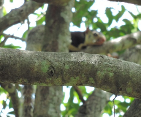 Grizzled Giant Squirrel the mascot of Chinnar sanctuary, early Sept 2015