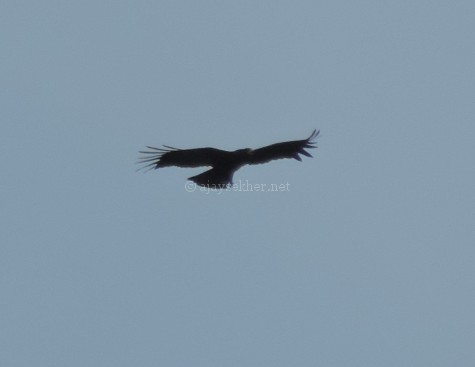 Black Eagle at Chinnar, early Sept 2015