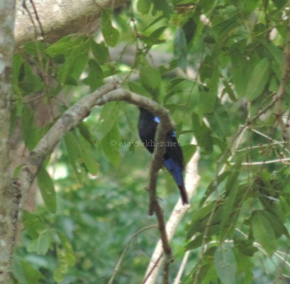 Fairy Bluebird at Chinnar, early Sept 2015.