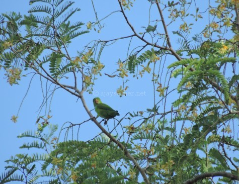 Lorikeet or Vernal Hanging Parrot at Chinnar, early Sept 2015.
