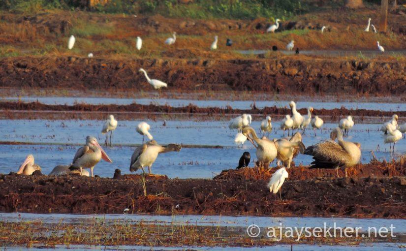 Painted Storks, Pelicans and Spoonbills at Komarakom: Climate Change Affecting Bird Movement in Kerala