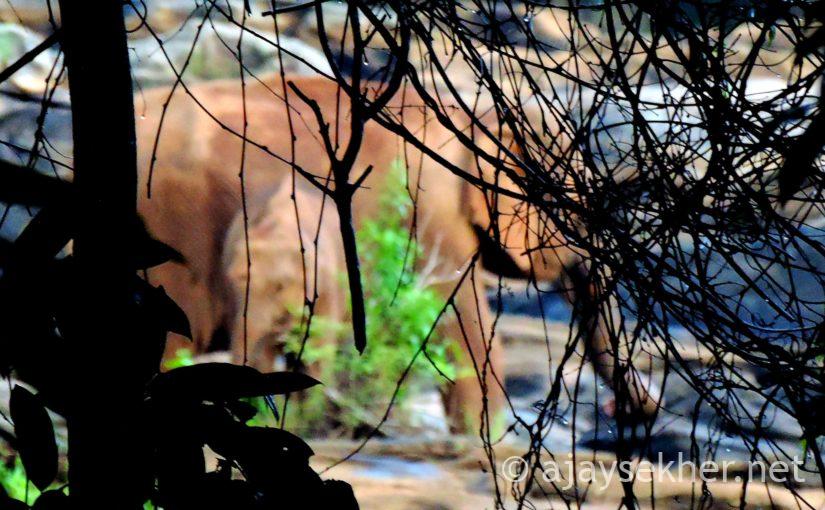 Raining Hornbills and Elaphants: Riparian Rain Forests of Vazhachal and Atirapally